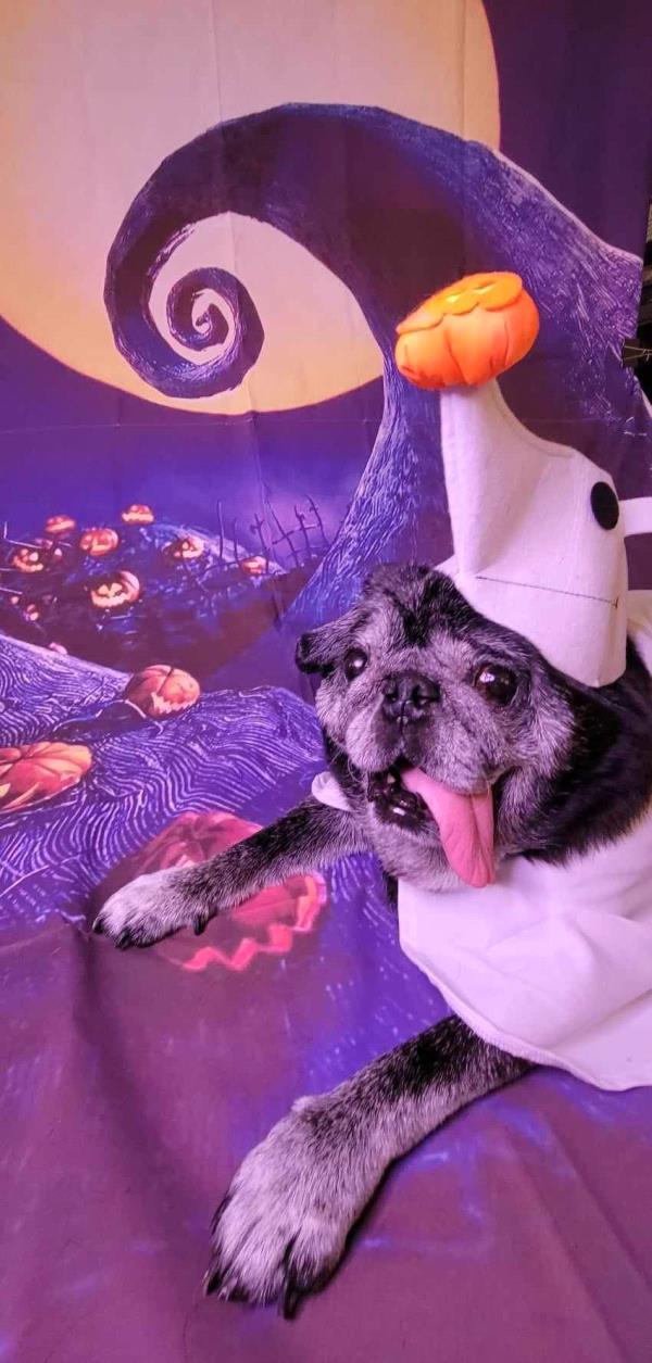 /images/uploads/pug nation rescue of los angeles/pugnation2024/entries/30781thumb.jpg